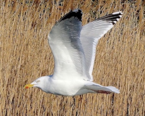 herring gull